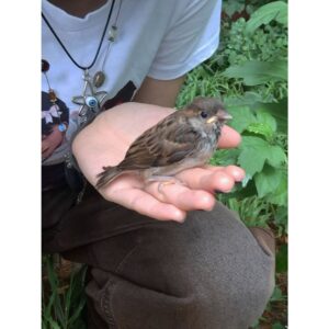 Una persona sosteniendo un pajarito en la mano.